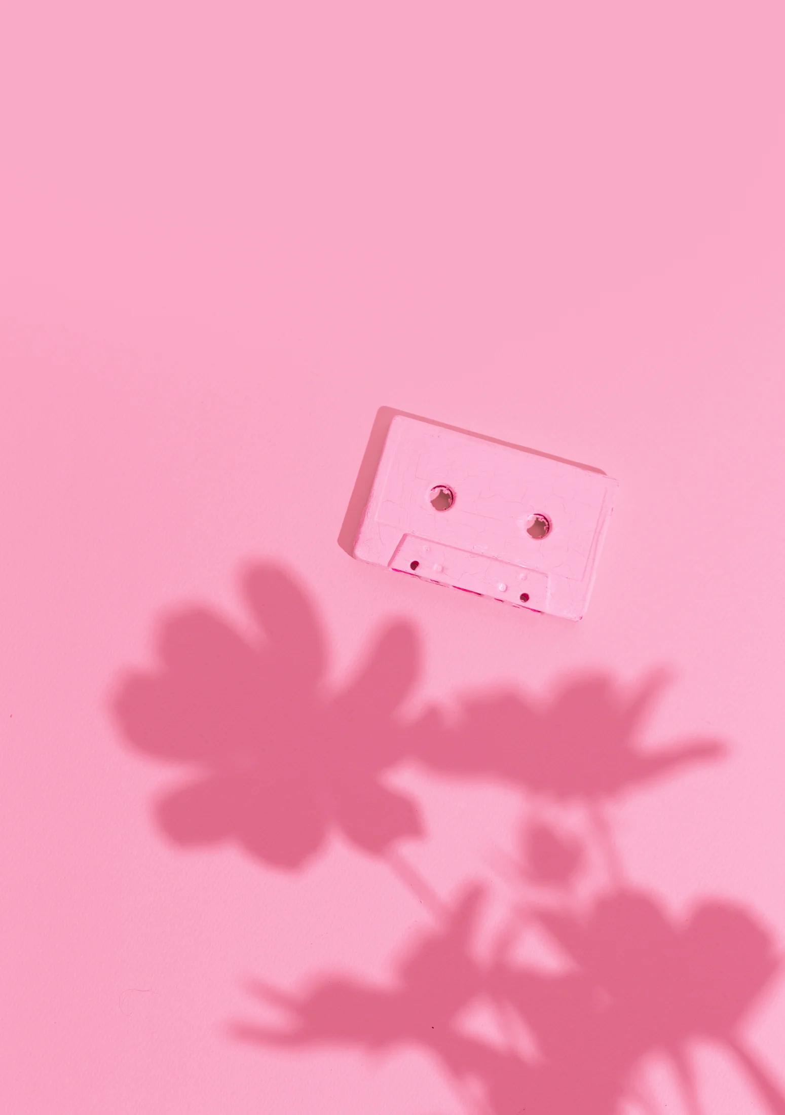 Minimal pink still life with a sharp botanical shadow Minimal pink still life with a sharp botanical shadow